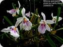 Miltonia spectabile var. bicolor